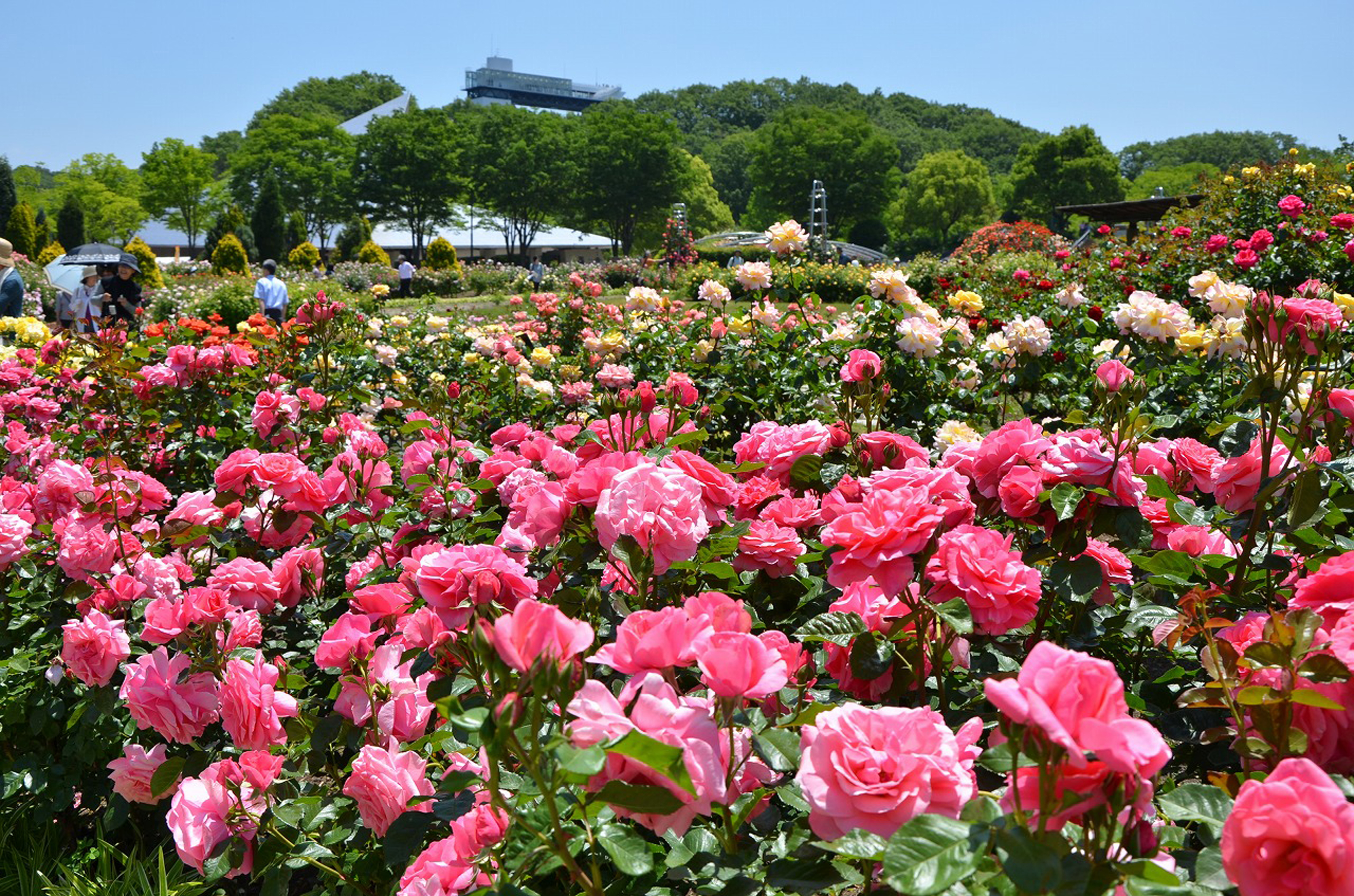 花フェスタ記念公園 春のバラまつり Nanomum ナノマム 岐阜の子育てママのためのメディア