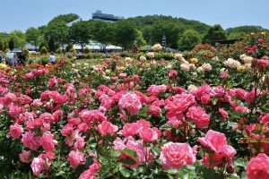 【花フェスタ記念公園】春のバラまつり @ 【花フェスタ記念公園】春のバラまつり