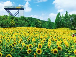【花フェスタ記念公園】キッズサマー2019 @ 花フェスタ記念公園