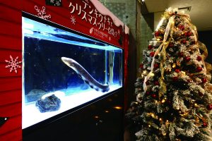 【アクアトトぎふ】クリスマス特別水槽が登場! @ アクア・トト ぎふ
