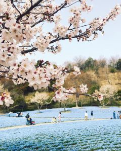 【花フェスタ記念公園】スプリングフェア @ 【花フェスタ記念公園】スプリングフェア